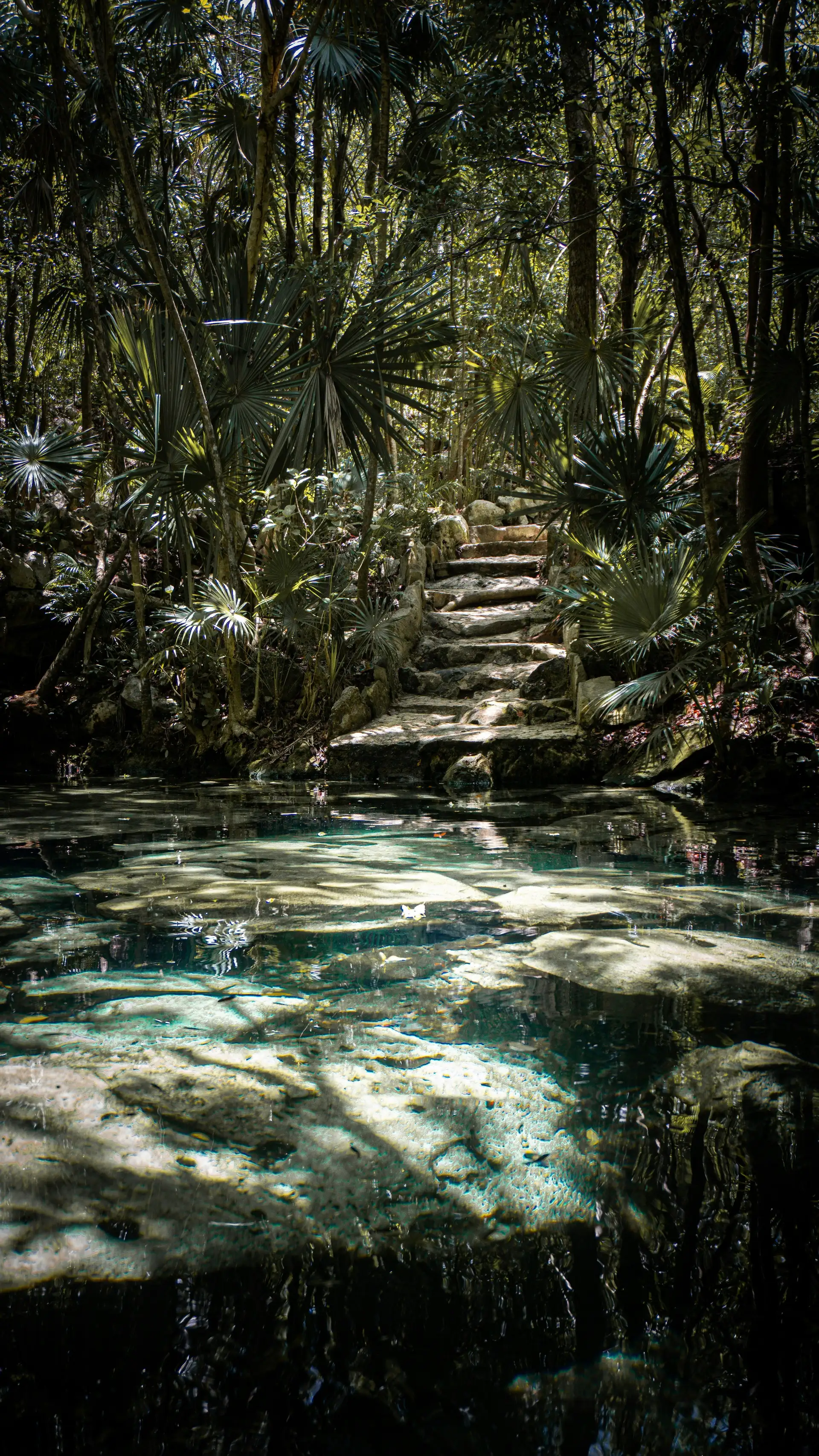 Voyage au Mexique – Une piscine naturelle d'eau claire et turquoise dans un cénote entouré par une jungle luxuriante et sauvage au Yucatán.