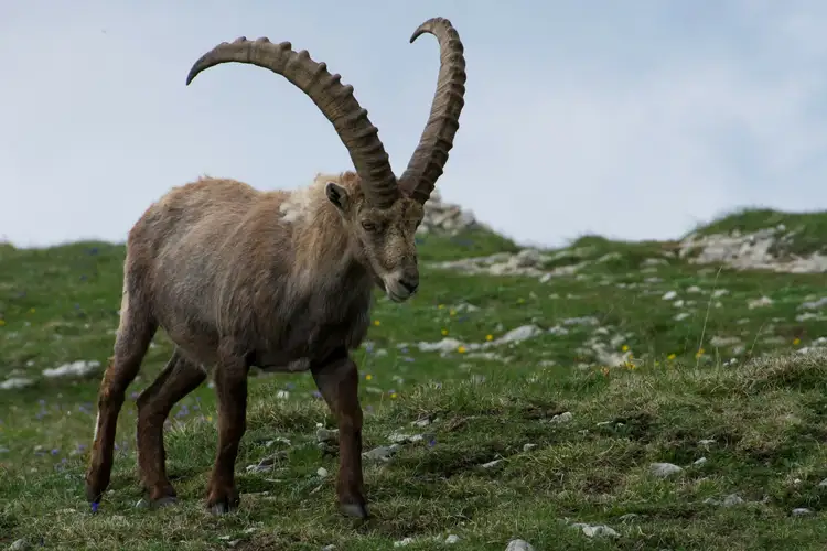 Un ibex sibérien dans les steppes de Mongolie 