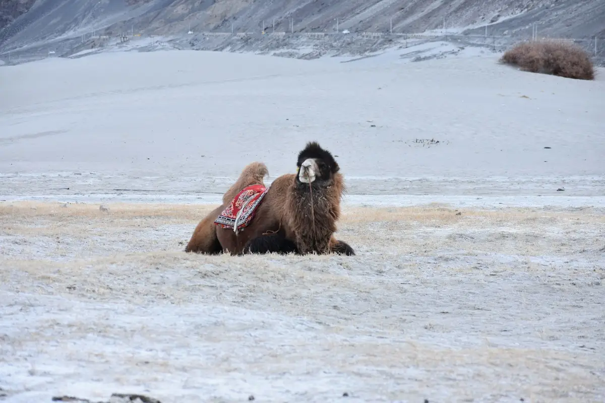 Un chameau sous la neige à Khogno Khan en Mongolie en hiver