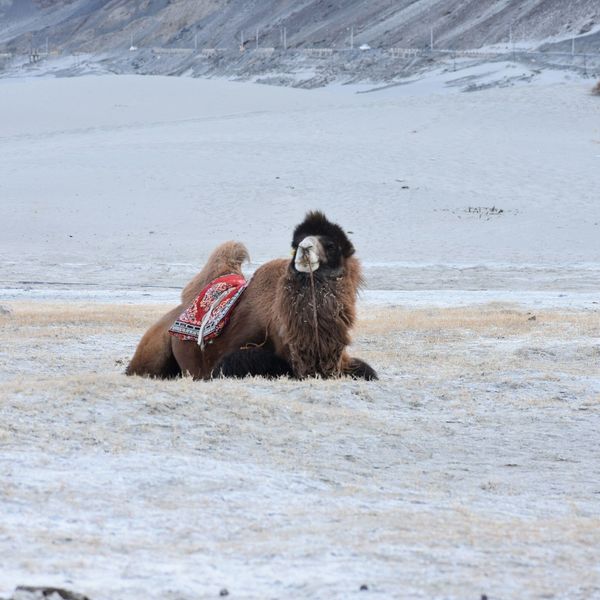 Un chameau sous la neige à Khogno Khan en Mongolie en hiver