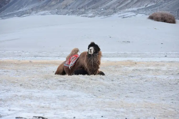 Un chameau sous la neige à Khogno Khan en Mongolie en hiver