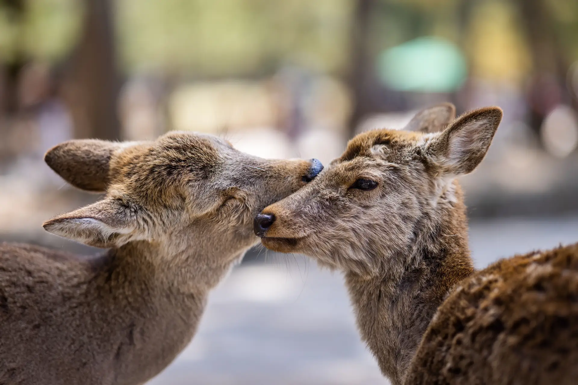 Photo de daim à Nara