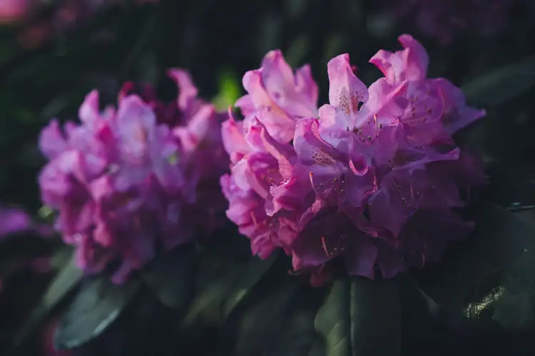 Voyage au Népal, rhododendron arboreum en fleurs
