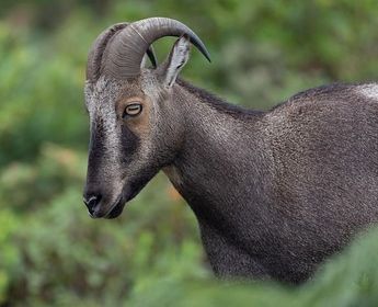 Nilgiri Ziegenart in Munar 