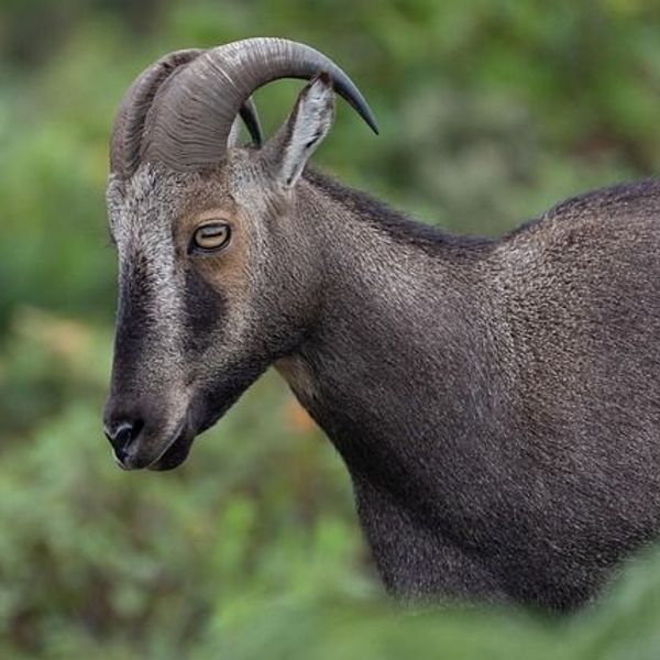 Nilgiri Ziegenart in Munar 