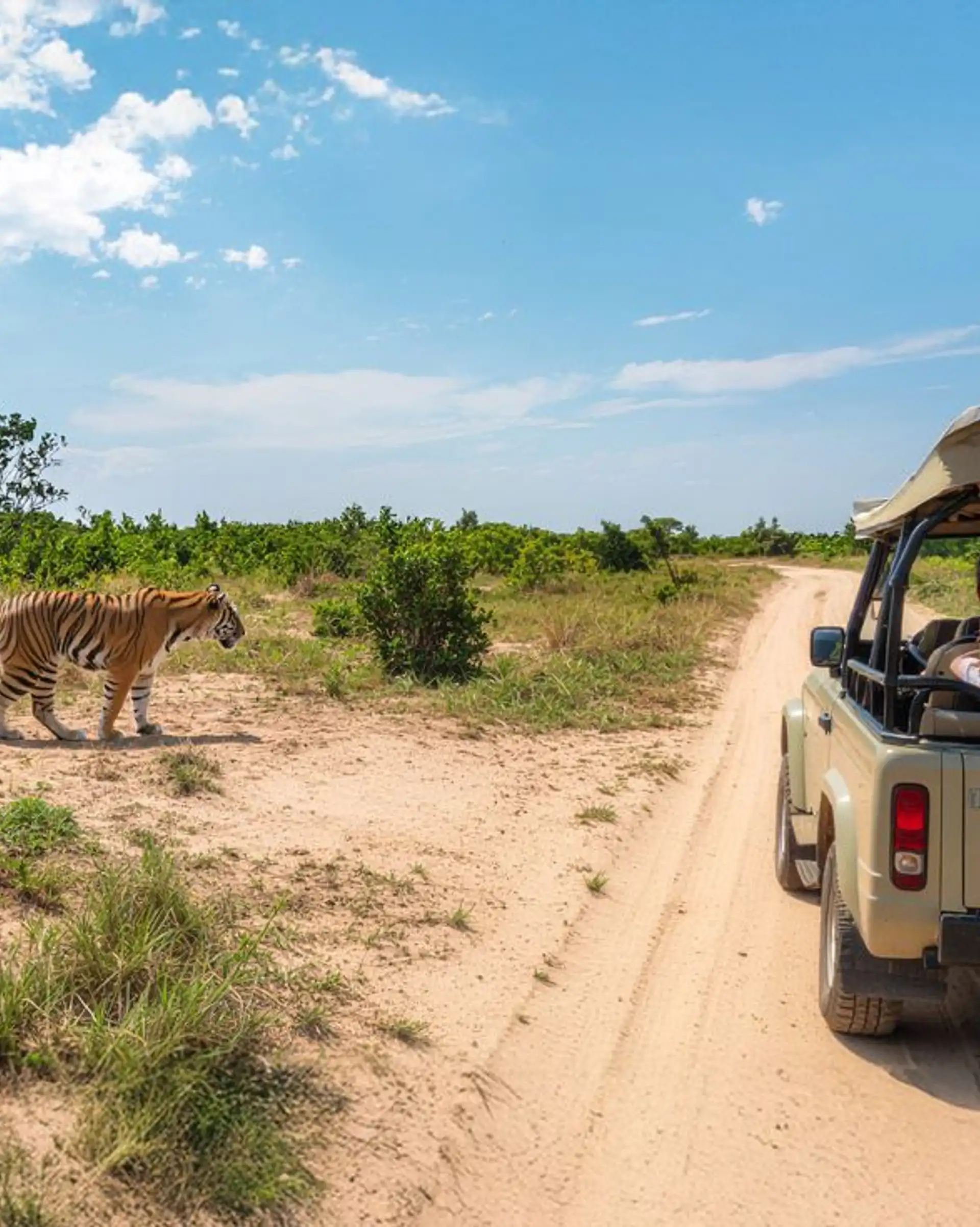 Nordindien mit Tiger, Dünen und Paläste Safari