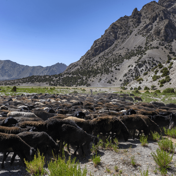 shakhob-rencontre-troupeau-obi-safed