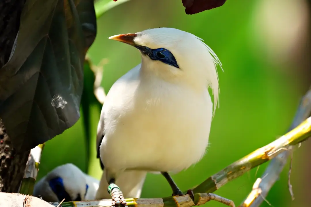 Oiseau Bali Myna avec un plumage blanc distinctif perché sur du bambou.jpg