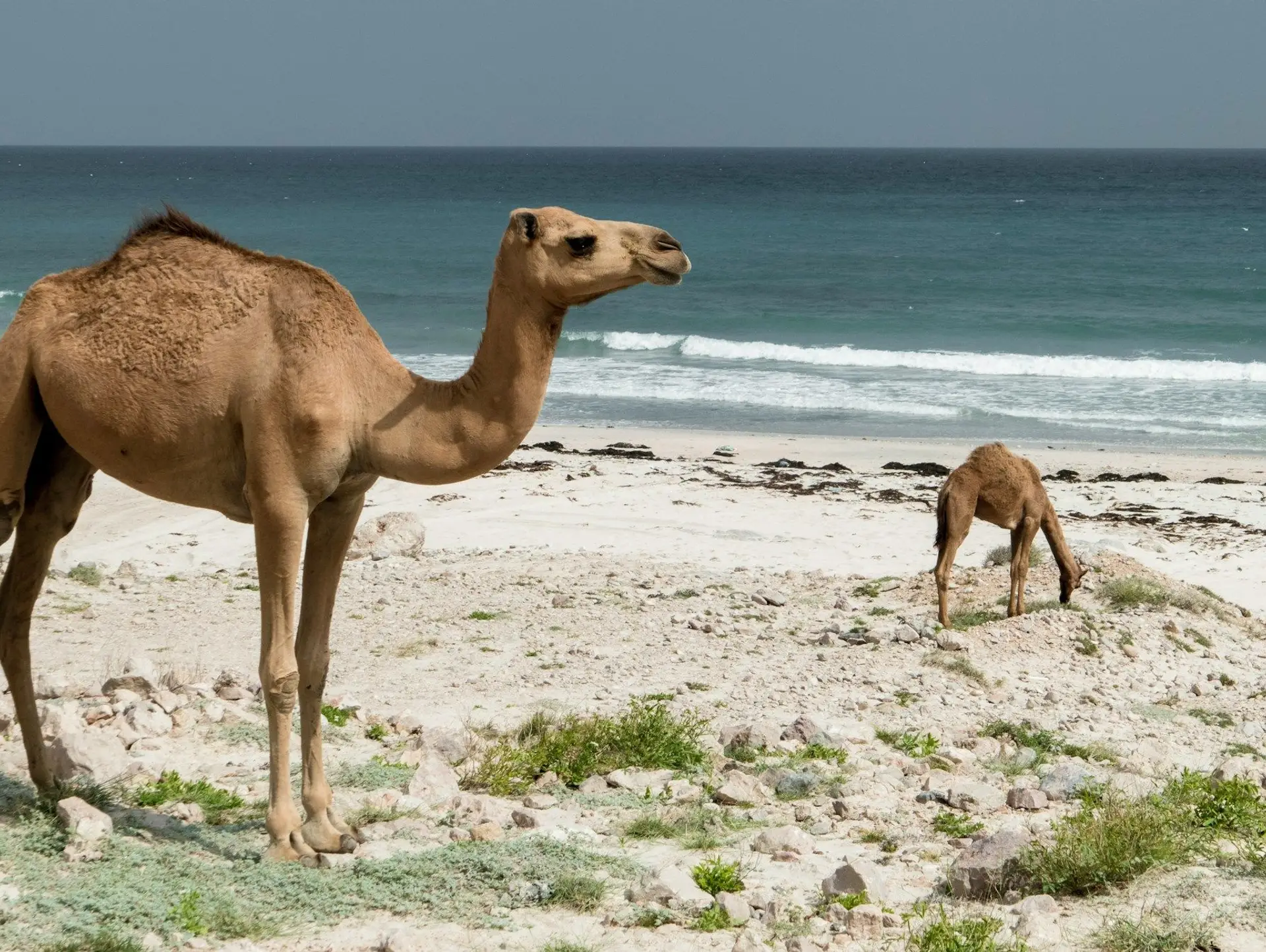 Les animaux emblématiques d'Oman