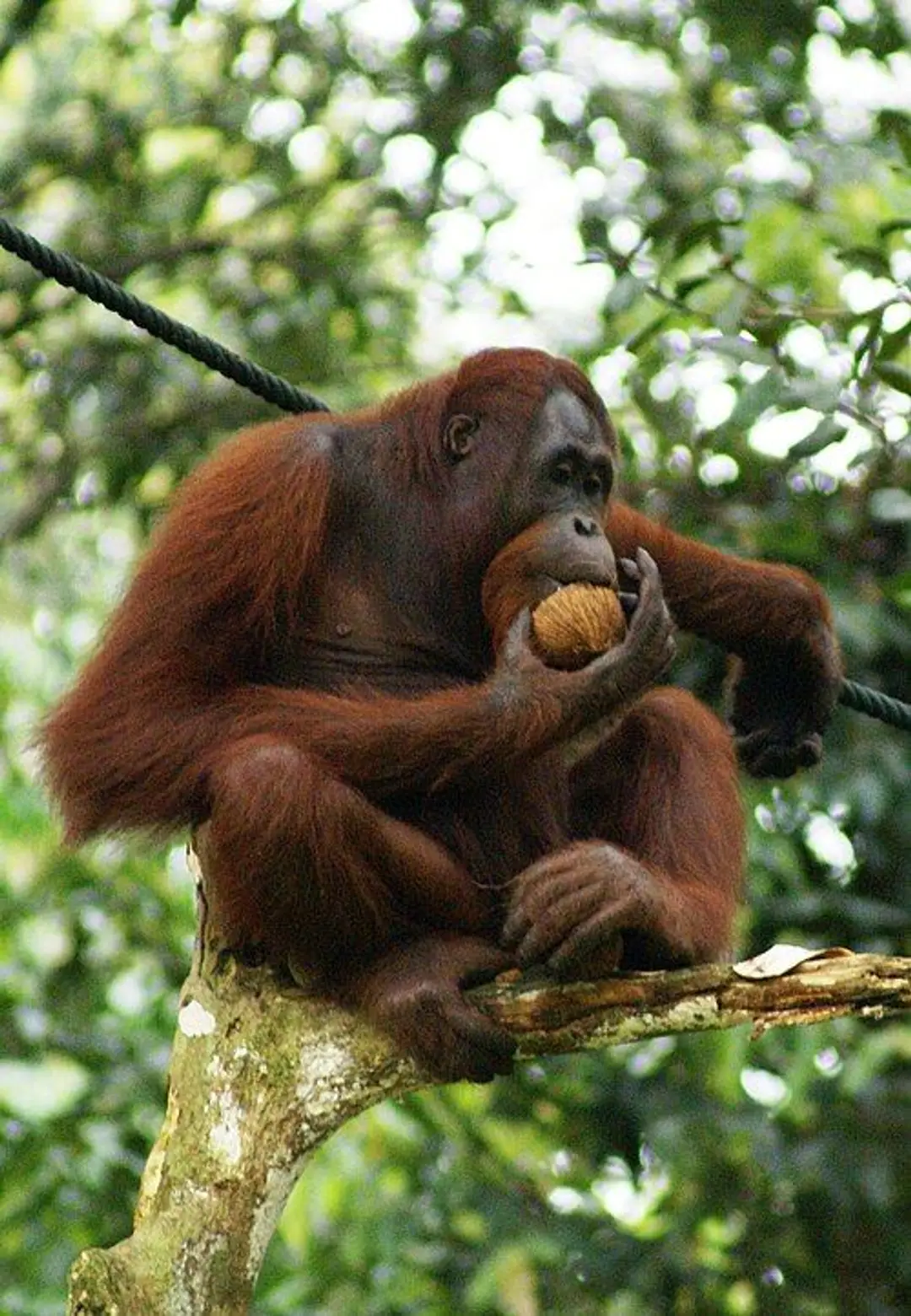 Orang Utan.JPG