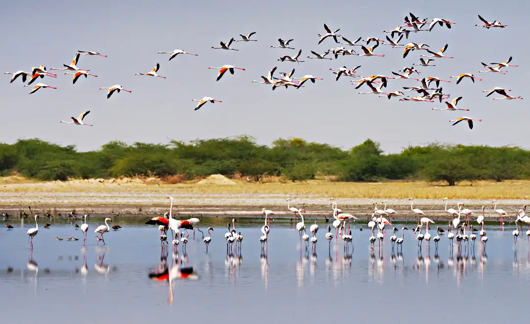 Parc national du Gujarat 