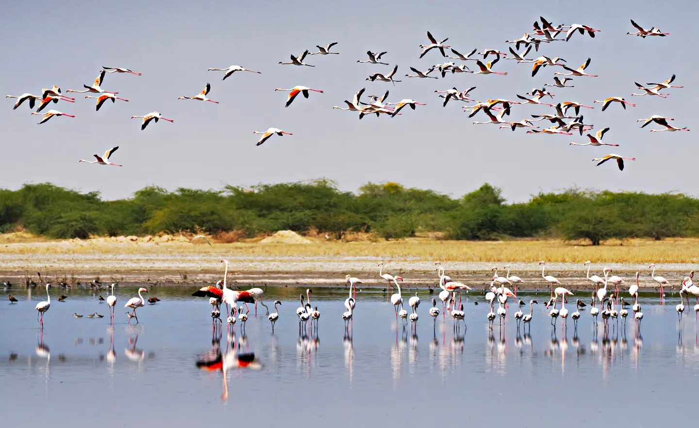 Parc national du Gujarat 