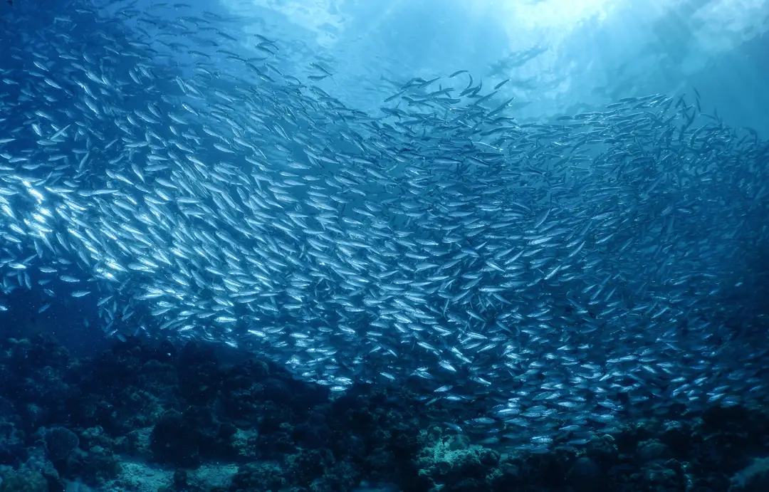 Philippines - Canva - Sardine - Moalboal - Day 7.png