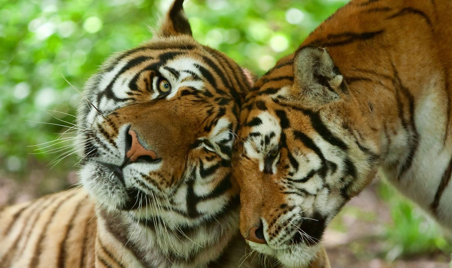 Voyage en inde safari faune tigres couple amour en inde