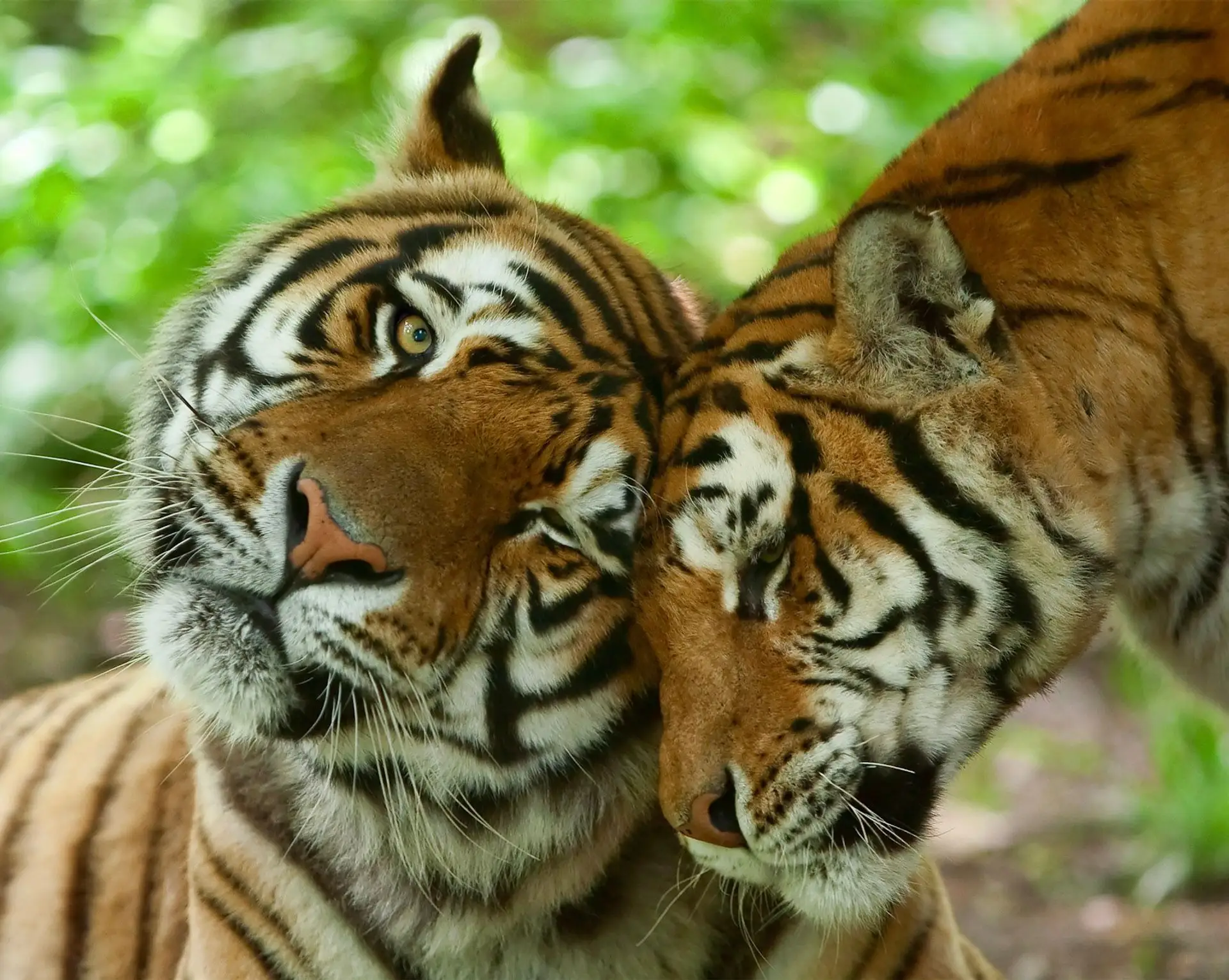 Voyage en inde safari faune tigres couple amour en inde