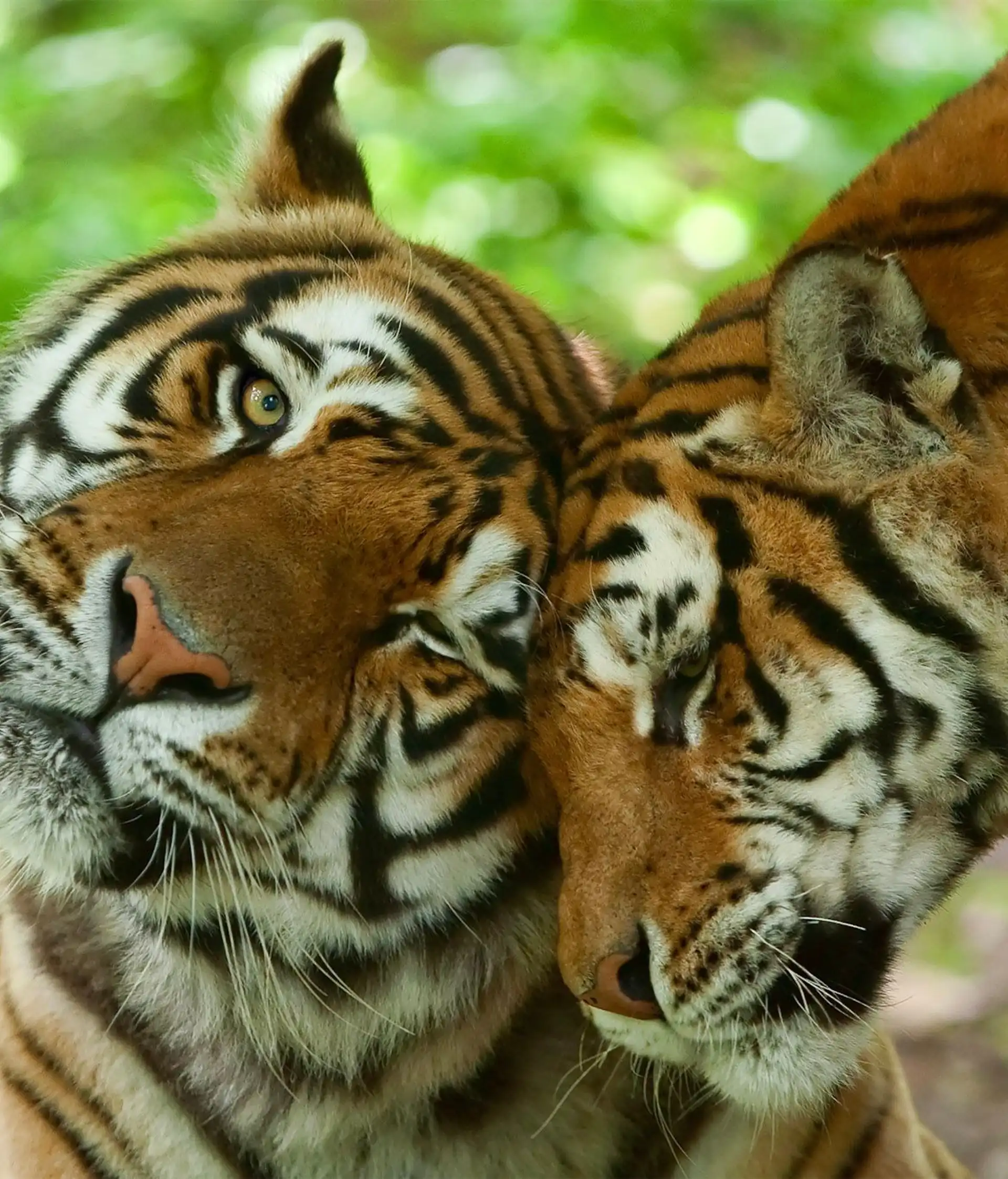 Voyage en inde safari faune tigres couple amour en inde