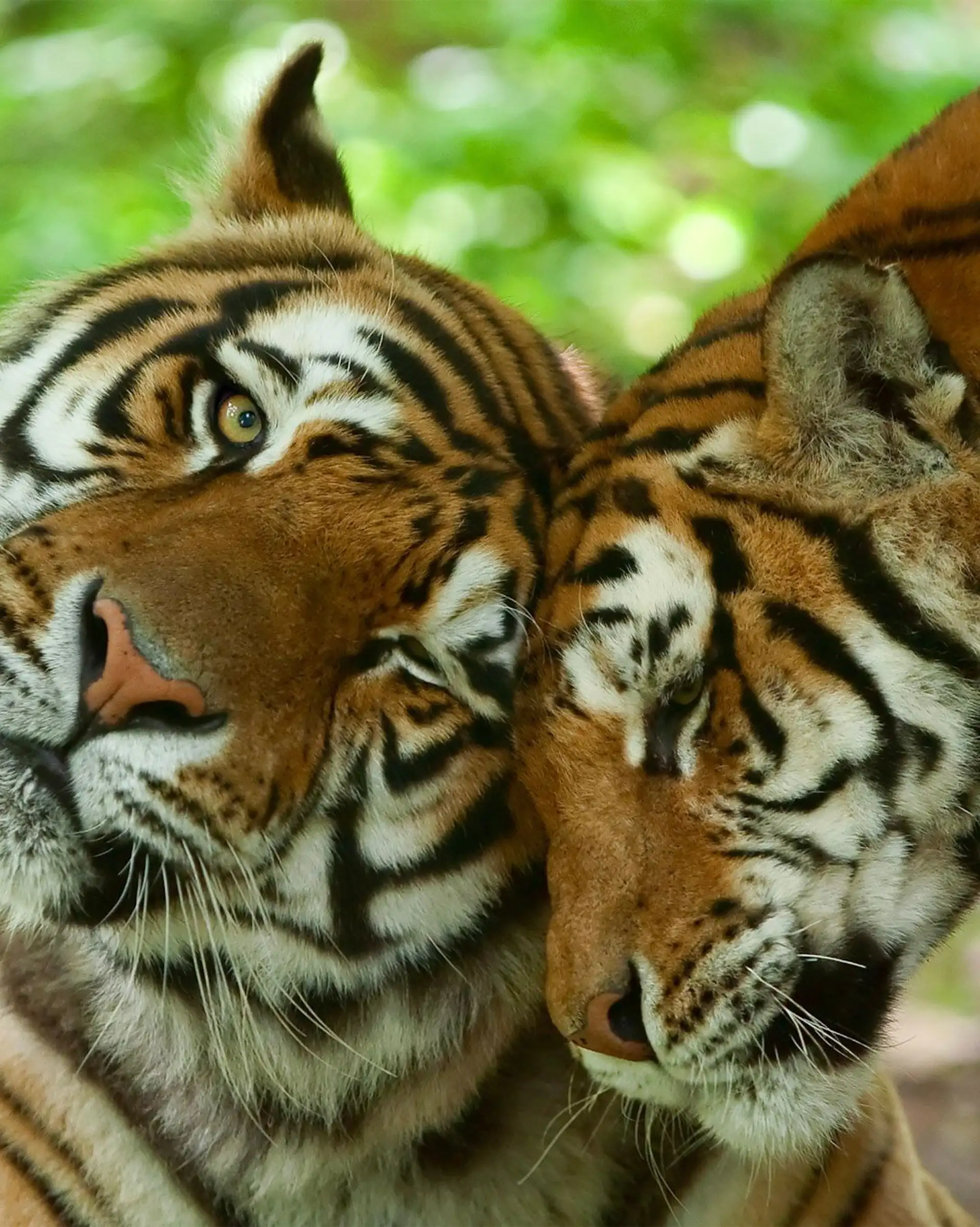 Voyage en inde safari faune tigres couple amour en inde