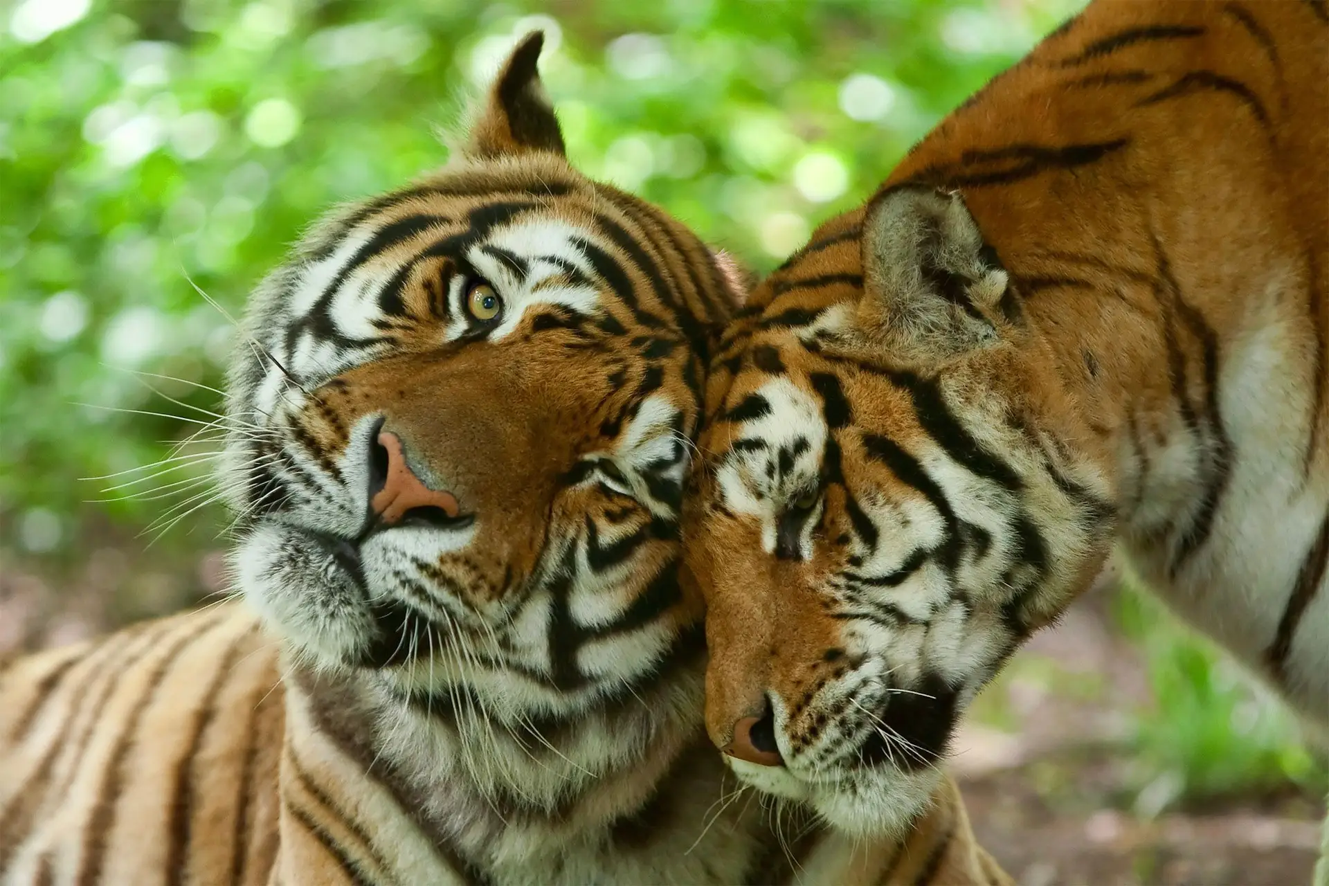 Voyage en inde safari faune tigres couple amour en inde