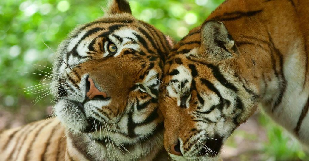 Voyage en inde safari faune tigres couple amour en inde