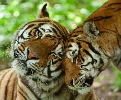 Wildlife-Tigers-Couple-Love-India