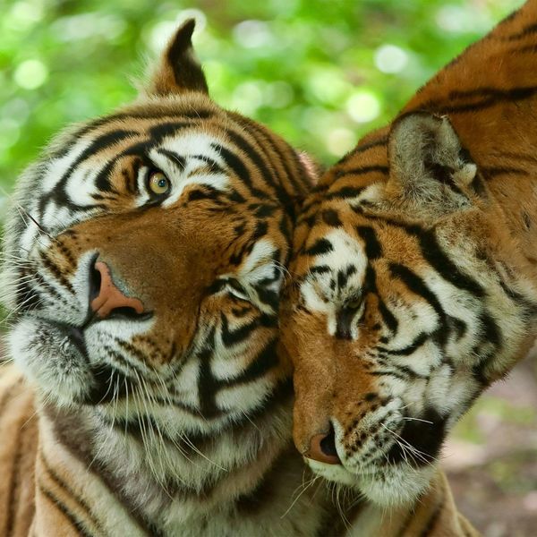 Voyage en inde safari faune tigres couple amour en inde