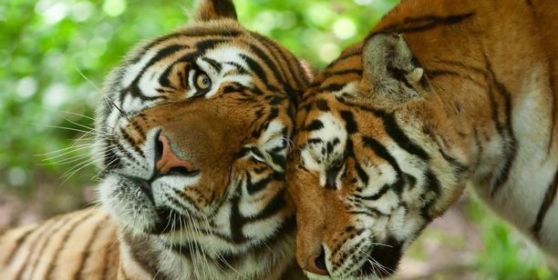 Wildlife-Tigers-Couple-Love-India