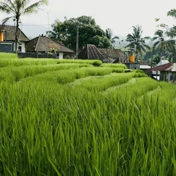 Mit dem Fahrrad durch Reisfelder auf Sumatra