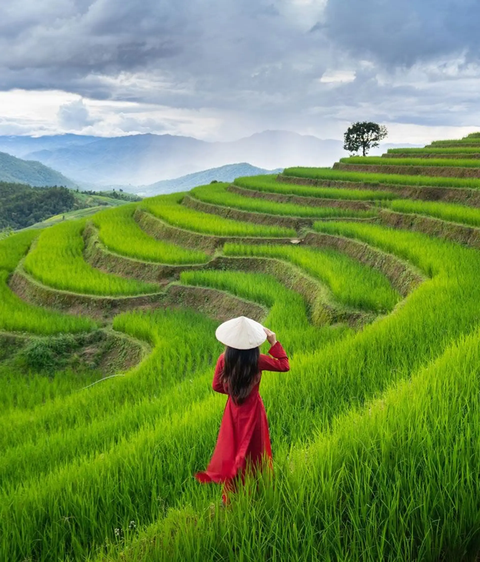 Reisfelder Vietnam die schönsten Orte