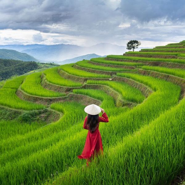 Reisfelder Vietnam die schönsten Orte