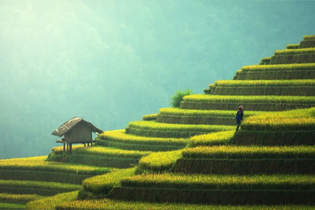 Riziere-en-terrasse-pendant-la-saison-des-pluies-au-Vietnam-du-Nord.jpg