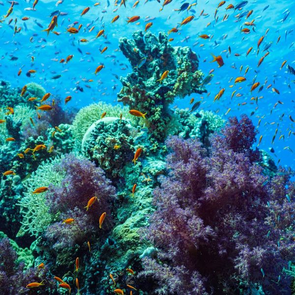 Voyage en Asie — Récif corallien coloré à Bali avec coraux et banc de poissons : ambiance lumineuse et eau claire pour snorkeling.