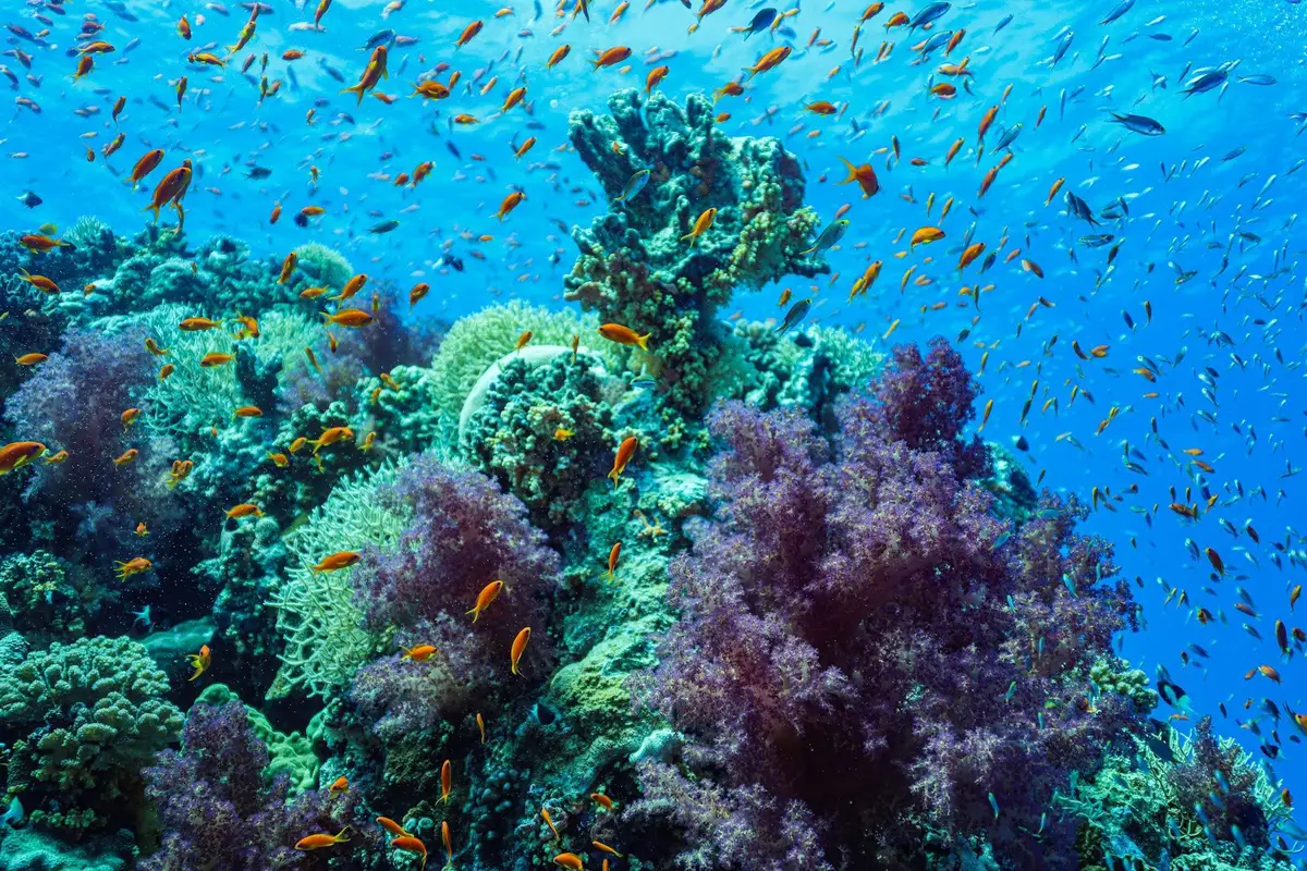 Voyage en Asie — Récif corallien coloré à Bali avec coraux et banc de poissons : ambiance lumineuse et eau claire pour snorkeling.