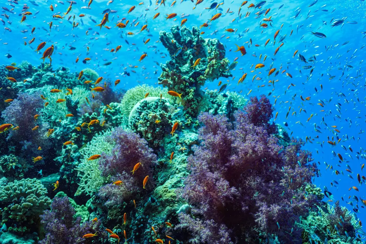 Un récif corallien foisonnant et coloré sous l'eau turquoise, entouré d'une multitude de petits poissons tropicaux clairs à Candidasa, Bali.