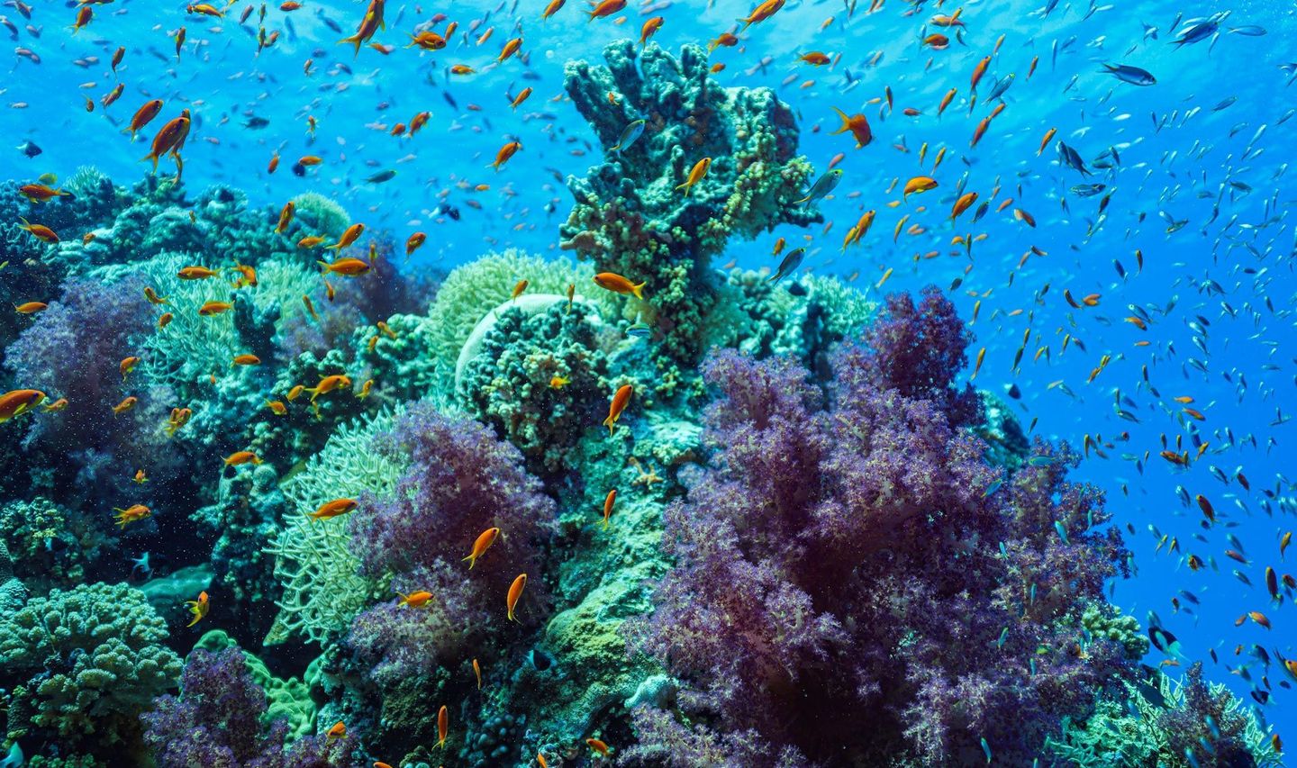 Voyage en Asie — Récif corallien coloré à Bali avec coraux et banc de poissons : ambiance lumineuse et eau claire pour snorkeling.