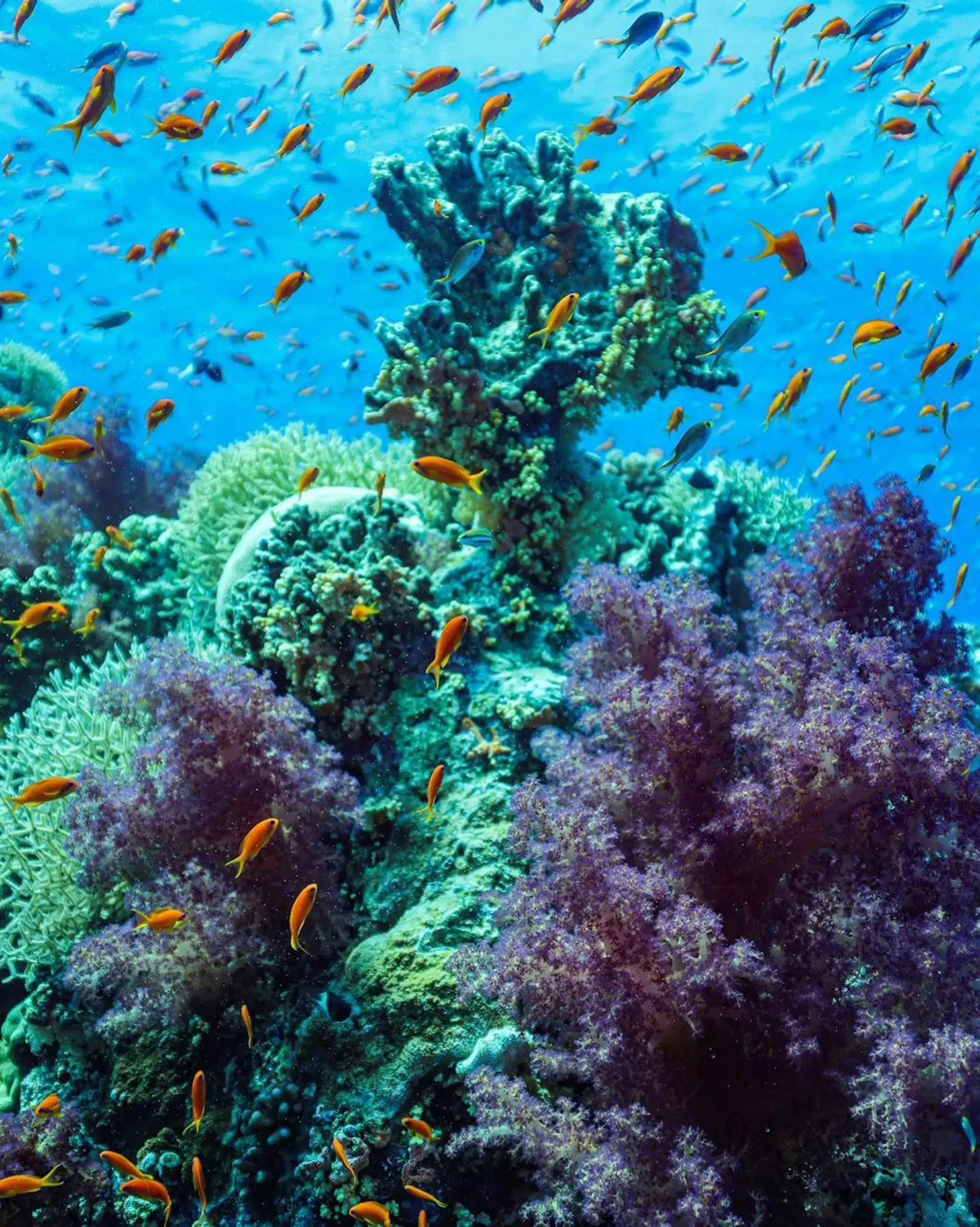 Voyage en Asie — Récif corallien coloré à Bali avec coraux et banc de poissons : ambiance lumineuse et eau claire pour snorkeling.