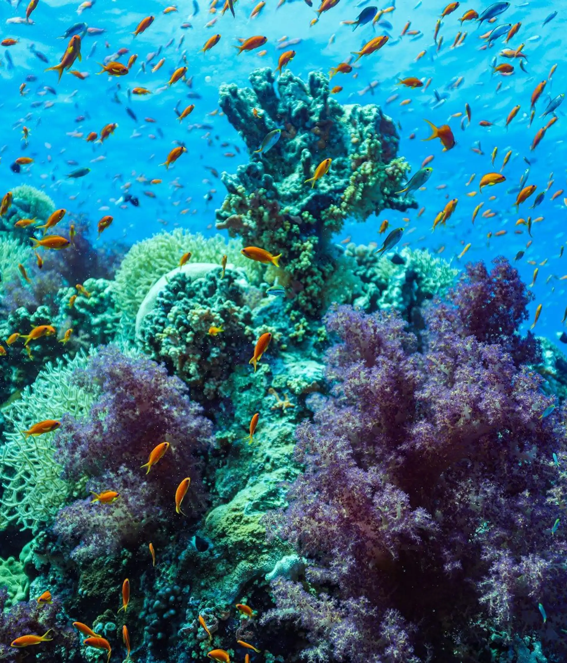 Un récif corallien foisonnant et coloré sous l'eau turquoise, entouré d'une multitude de petits poissons tropicaux clairs à Candidasa, Bali.