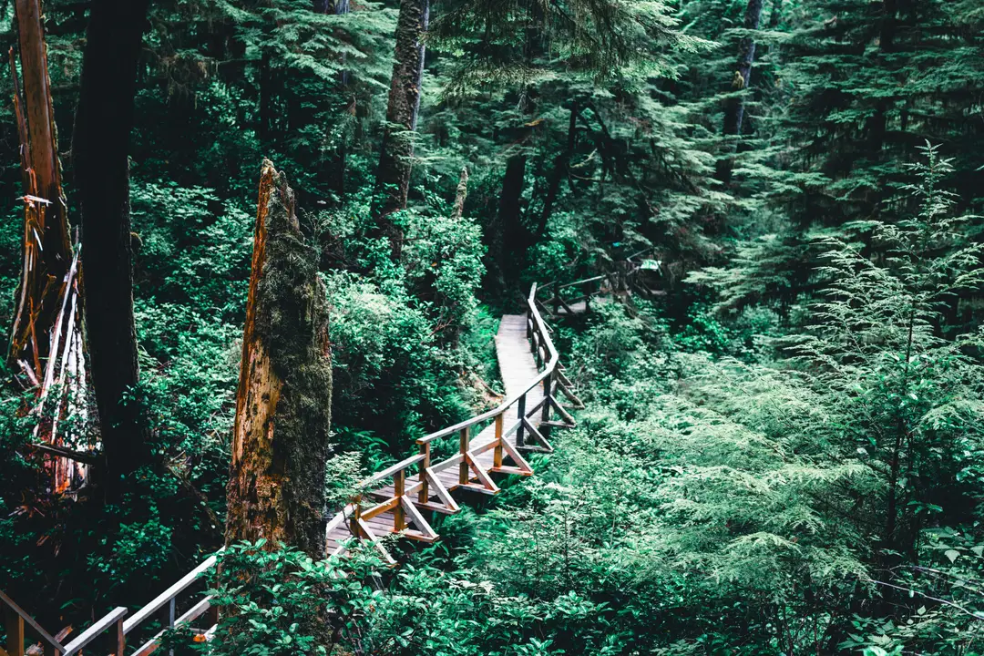 Sentier forestier dans la réserve de parc national Pacific Rim, près de Tofino, sur l’île de Vancouver.