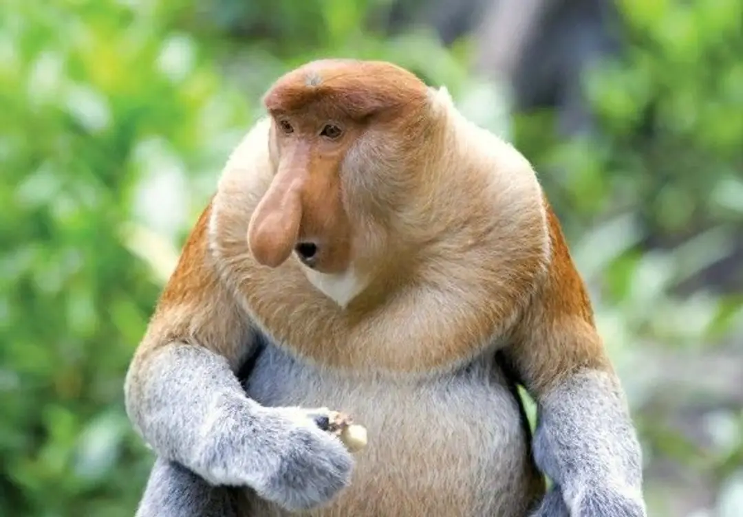 Singe proboscis.jpg