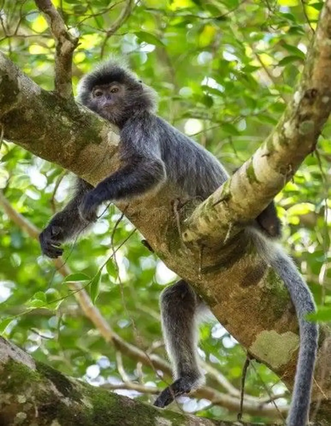 Singes feuille ou langurs.jpg