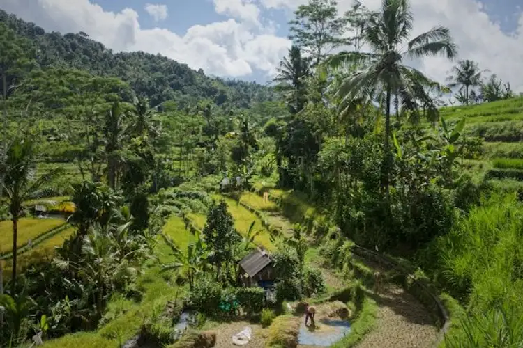Voyage en Asie — Rizières en terrasses de Sidemen à Bali : collines verdoyantes, palmiers et abris traditionnels sous une lumière vive.