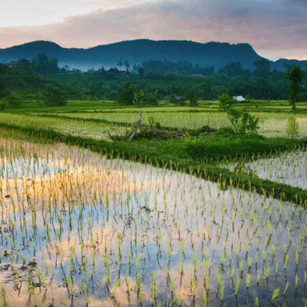 Reisfelder in Sidemen 