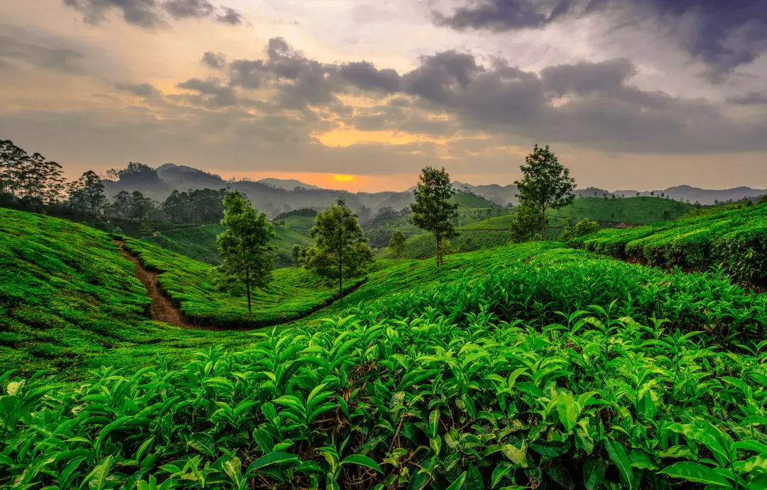 South India - Canva - tea plantation - Munnar - Day 5.png