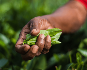Haputale au Sri Lanka avec agence locale
