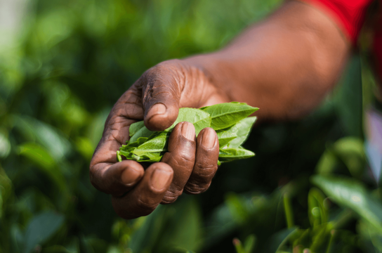 Haputale au Sri Lanka avec agence locale