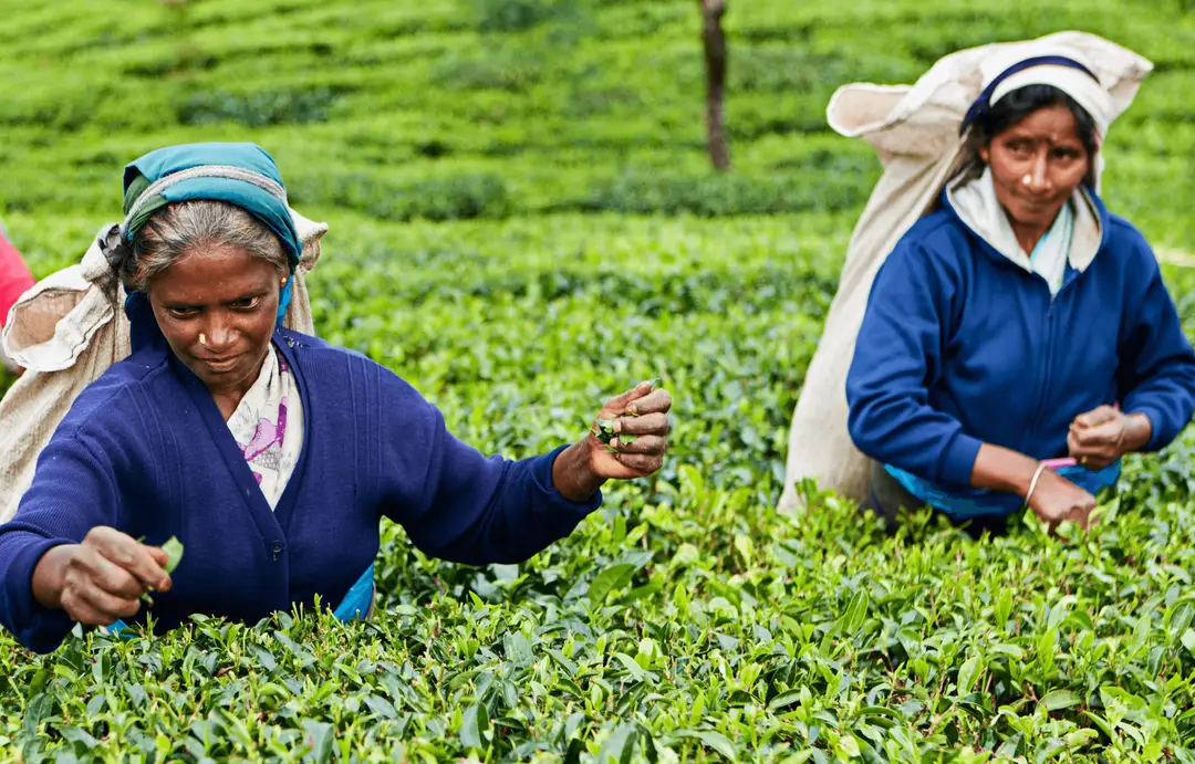 Deux cueilleuses de thé récoltant des feuilles dans une plantation de Nuwara Eliya, au Sri Lanka.