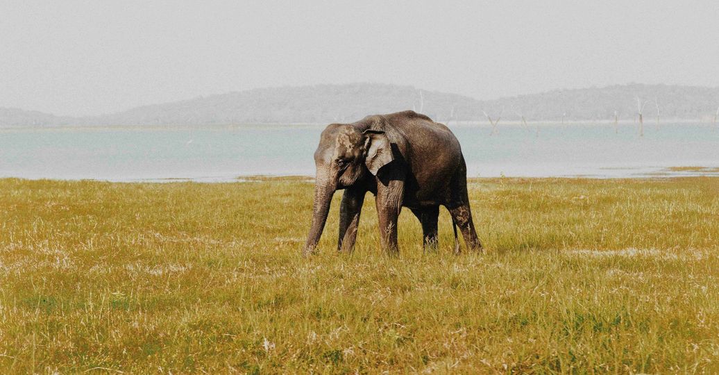 Voyage au Sri Lanka - Parc naturel avec des éléphants