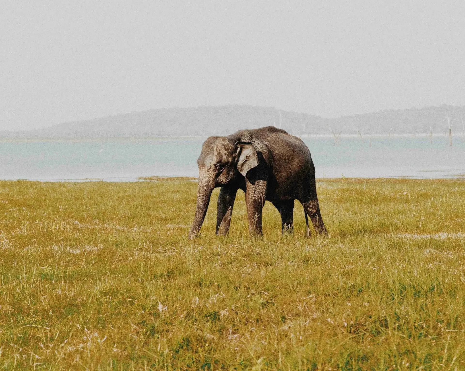 Voyage au Sri Lanka - Parc naturel avec des éléphants
