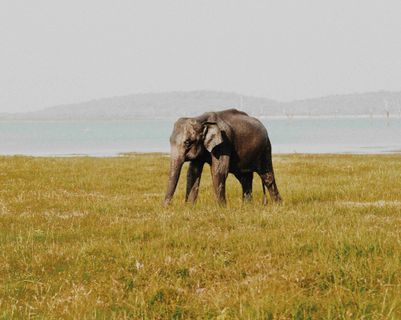 Voyage au Sri Lanka - Parc naturel avec des éléphants