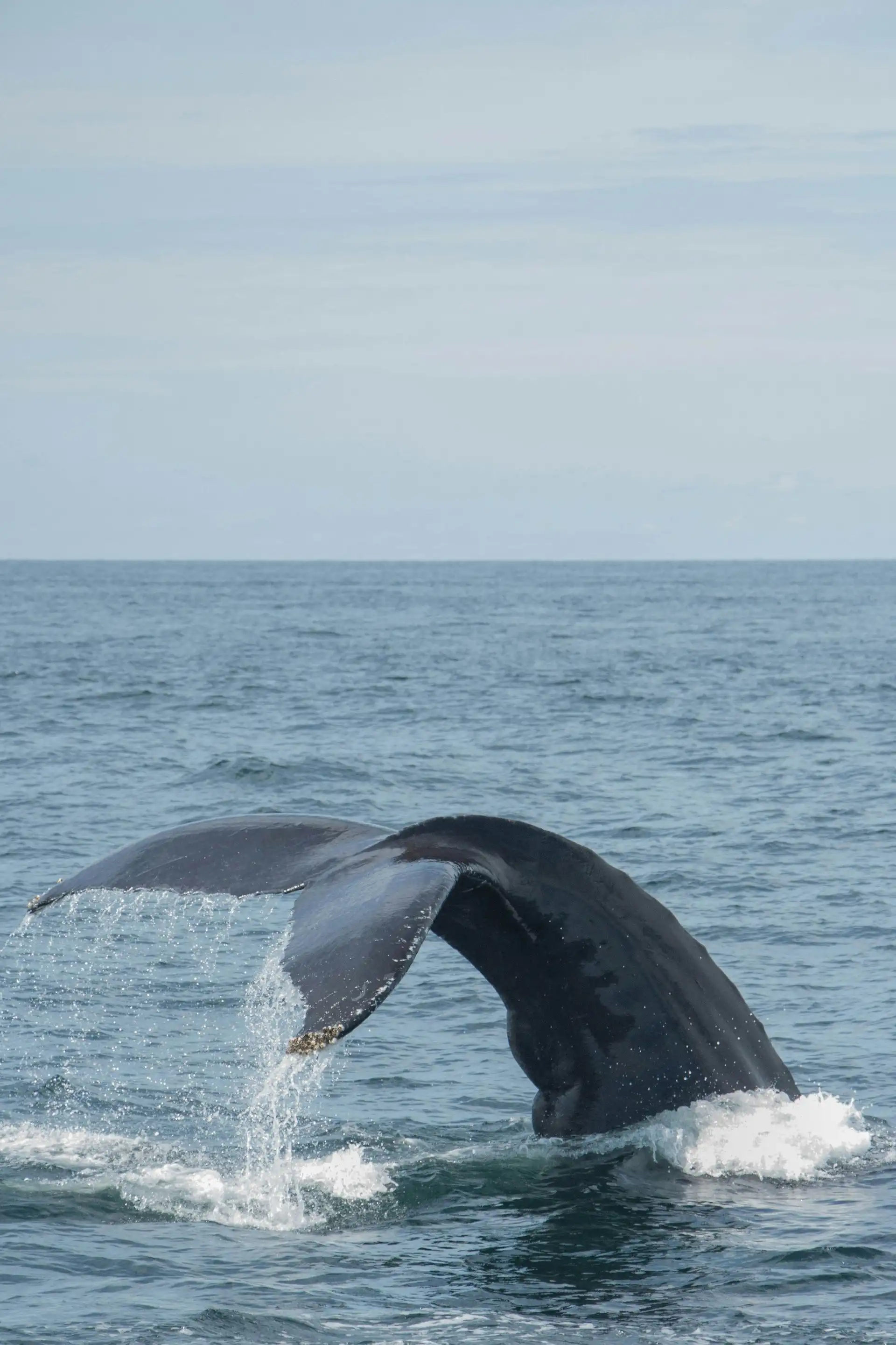 Voyage au Sri Lanka – Baleine de mer au Pays de Galles