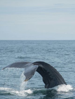 Voyage au Sri Lanka – Baleine de mer au Pays de Galles